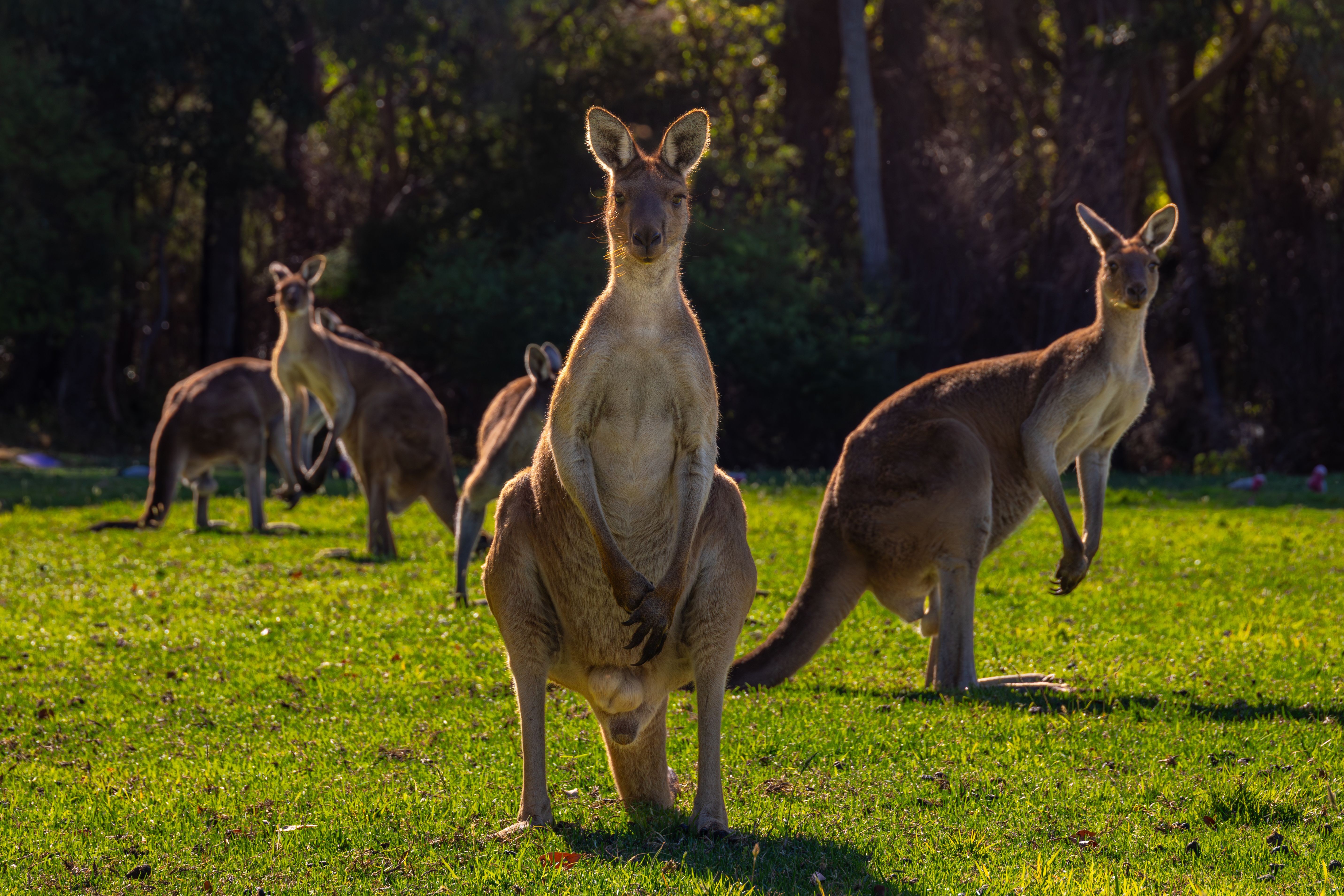 Australia — General Skilled Migration